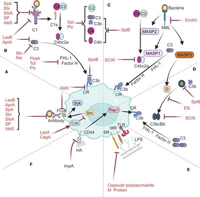 The potential of bacterial anti-phagocytic proteins in suppressing the clearance of extracellular vesicles mediated by host phagocytosis